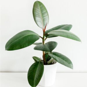 Collections product 02