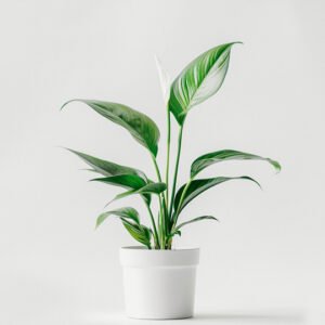 New Arrivals product 03