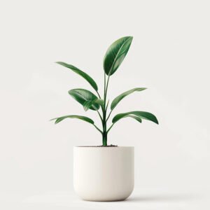 Collections product 04